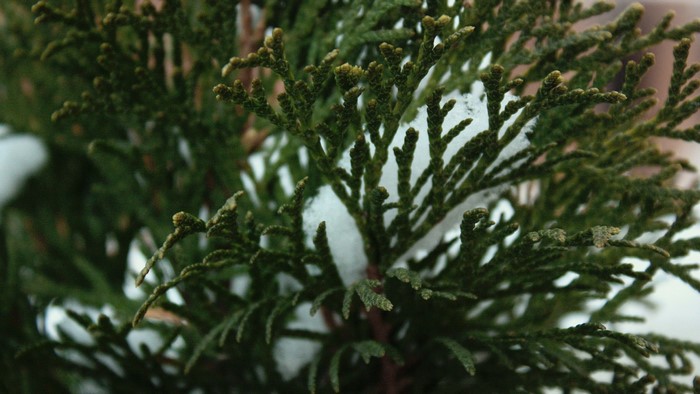 Close-up of evergreen branches with snow