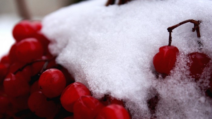 Red berries covered in snow