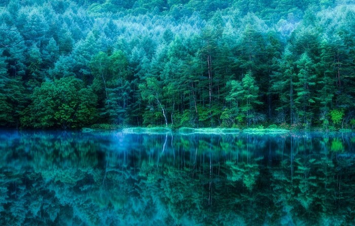 Forest reflected in a calm lake