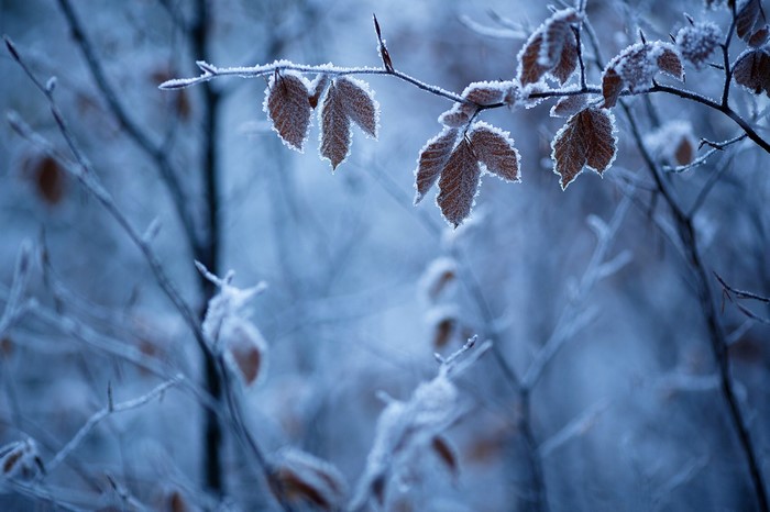 Frost-covered leaves on a tree branch in winter