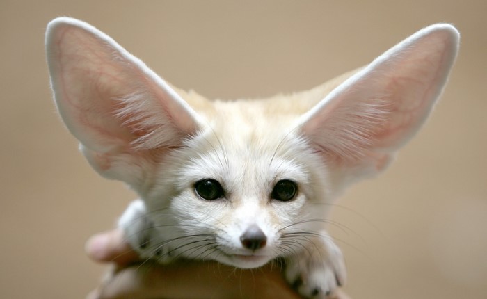 Fennec fox with large ears