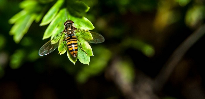 Hoverfly with yellow and black stripes on a green leaf