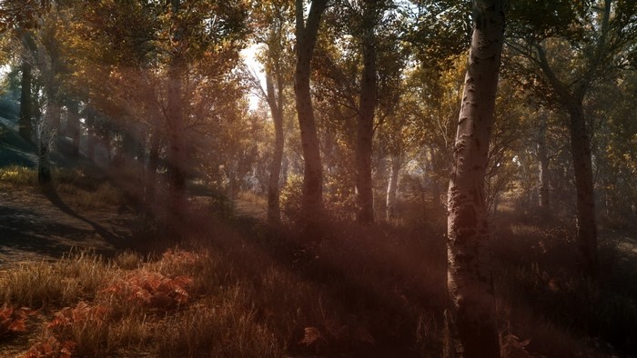 Sun rays filtering through trees in a forest during autumn