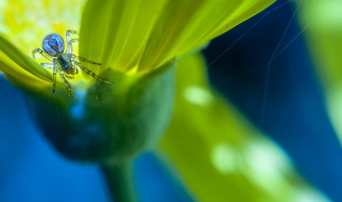 Spider on a yellow flower petal with blue background