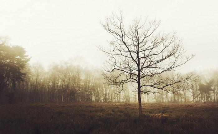 Bare tree in a foggy forest landscape