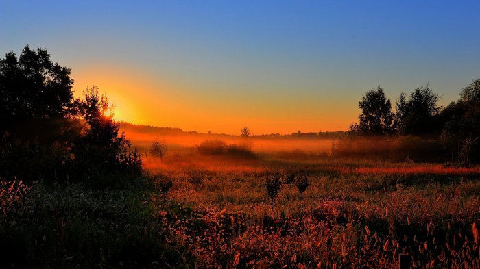 Sunrise over a misty field with trees
