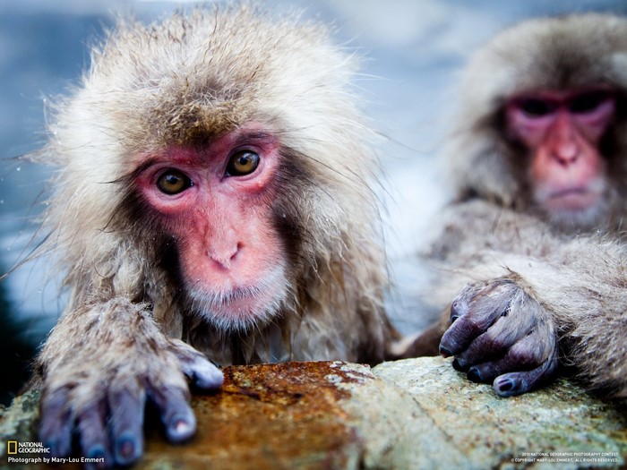 Japanese macaques in hot springs, National Geographic