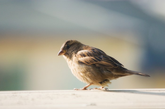 Close up of a sparrow perched on a surface