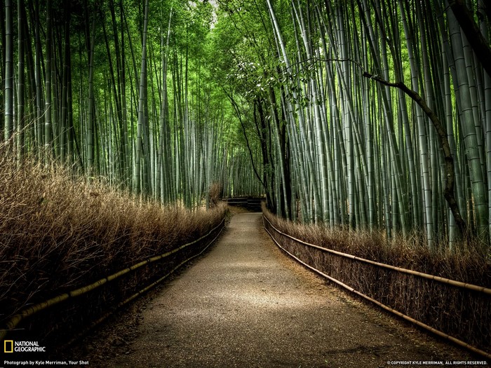Bamboo forest pathway with National Geographic logo