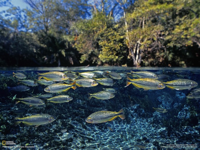 Fish swimming in a clear body of water with trees in the background