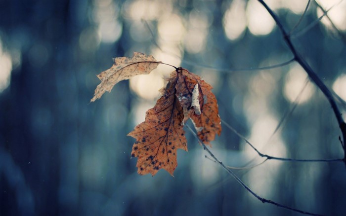 Close-up of dry autumn leaves on a branch