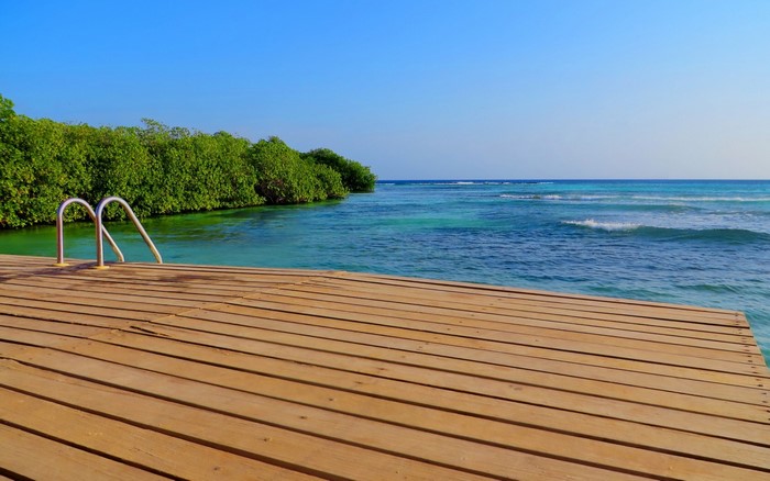 Wooden deck with ladder by the sea and mangrove trees
