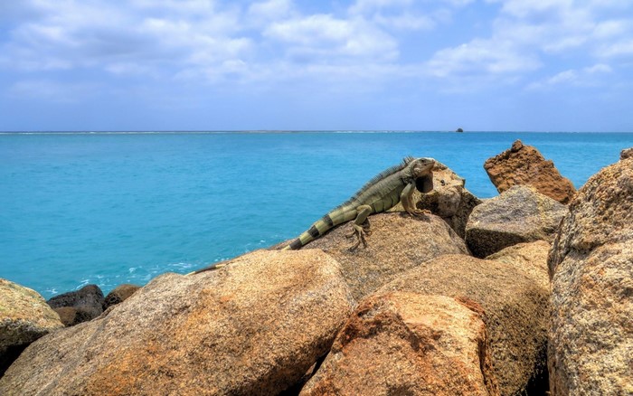 Iguana on rocks by the ocean