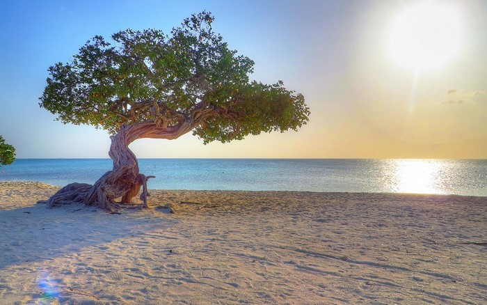 Dividivi Tree on Aruba Beach at Sunset