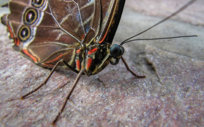 Close-up of a brown butterfly on a stone surface