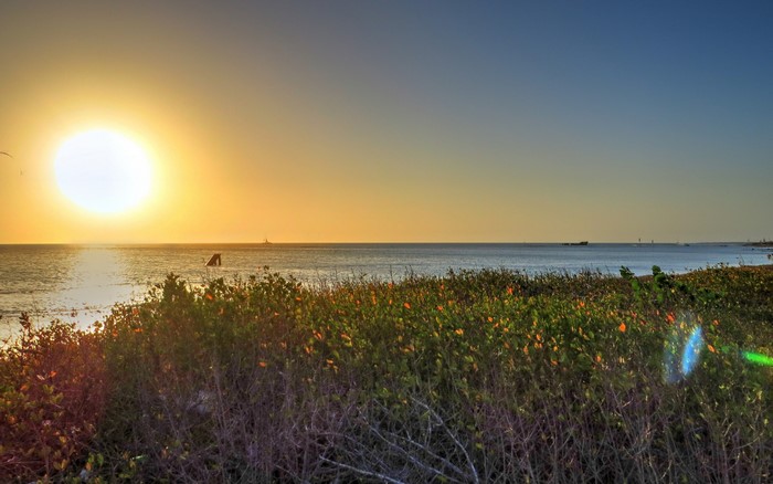 Sunset over the ocean with vegetation in the foreground