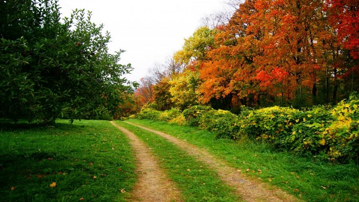 Dirt path through a forest in autumn with colorful trees