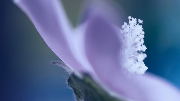 Close-up of a delicate purple flower with white stamen