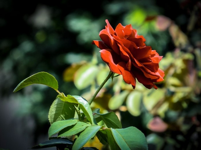 Red rose with green leaves in soft focus background