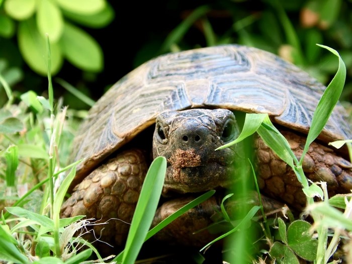 nature, green, wildlife, turtle, Tortoise, reptile, fauna, vertebrate ...