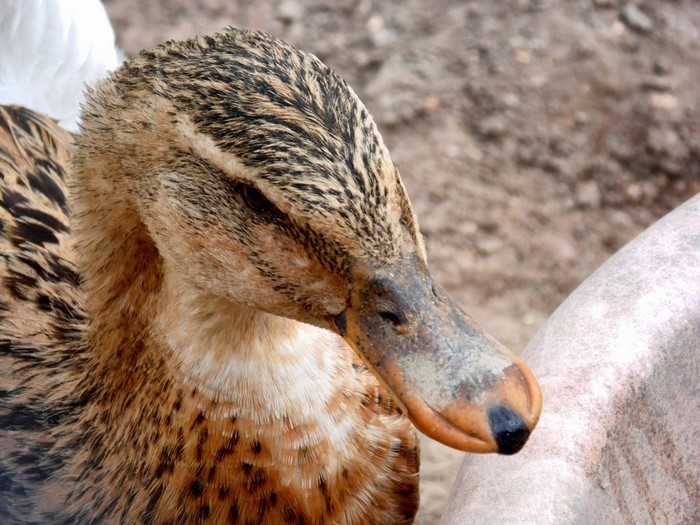 Close up of a mallard duck's head and neck