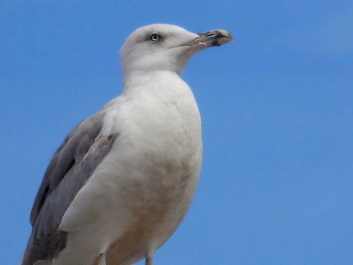 European Herring Gull Against Clear Blue Sky