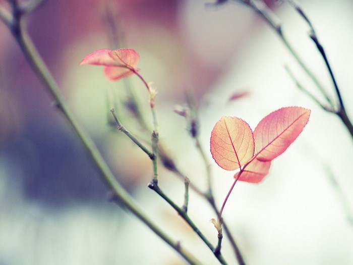 Close up of pink leaves on branches with bokeh