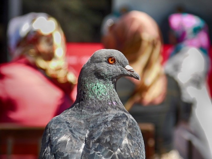 Close up of a pigeon with blurred people in the background