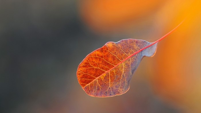 Close-up of a single autumn leaf with intricate veins
