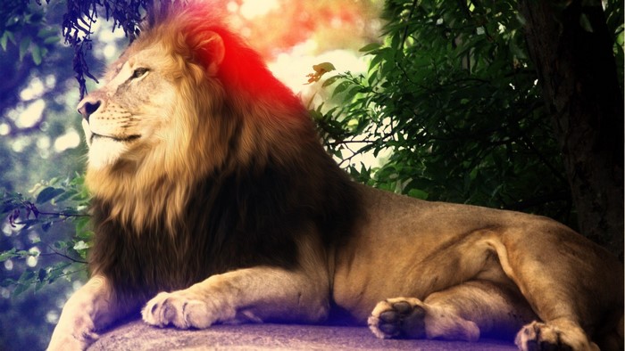 Lion with a mane resting on a rock