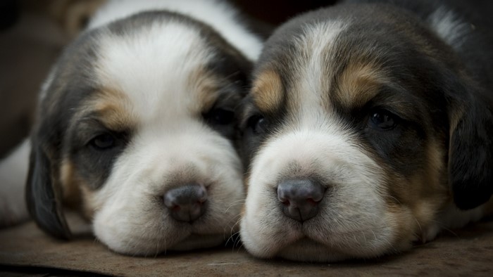 Two adorable Beagle puppies resting their heads