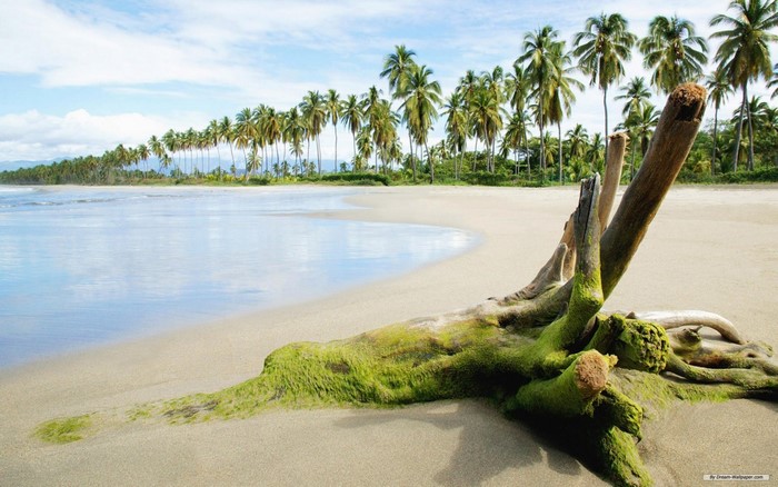 Tropical beach with palm trees and driftwood