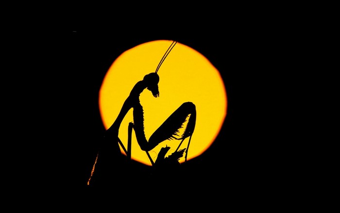Silhouette of a Praying Mantis against a large yellow circle
