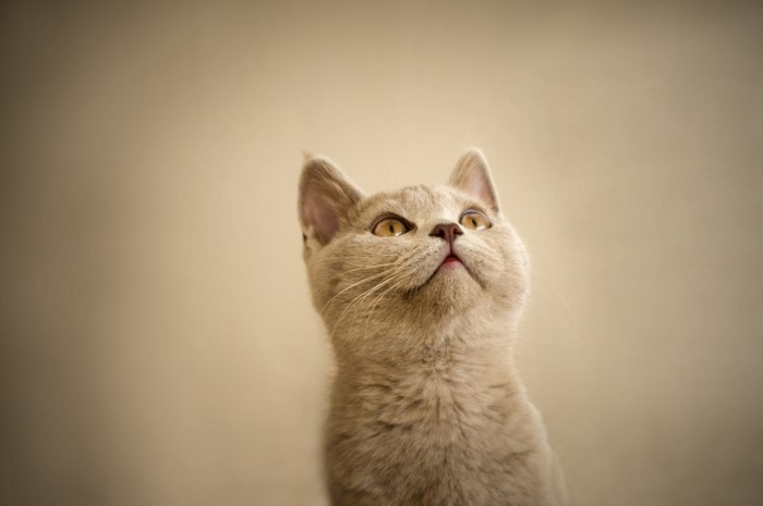 A British Shorthair kitten looking up
