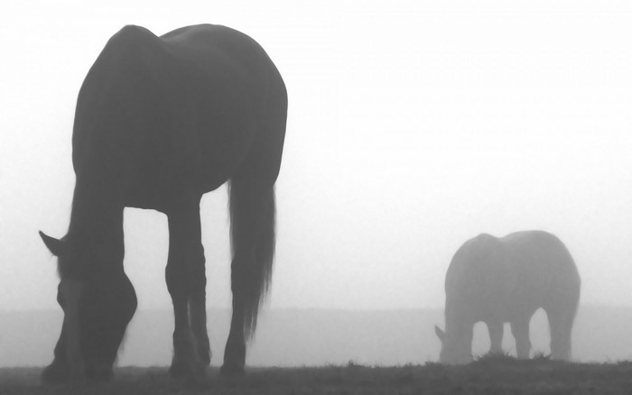 Two horses grazing in a foggy field
