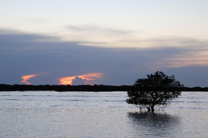 Tree in water at sunset with clouds