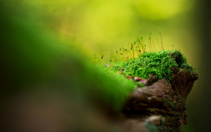 Moss and sporophytes on a branch in a forest