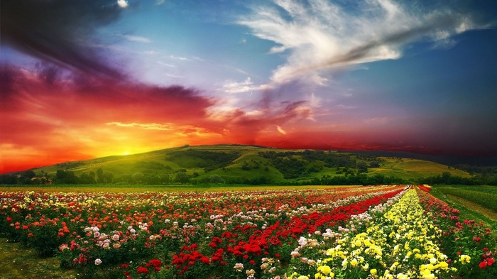 Field of colorful roses at sunset with rolling hills