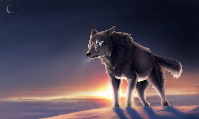 Wolf with markings on a snowy tundra at sunset