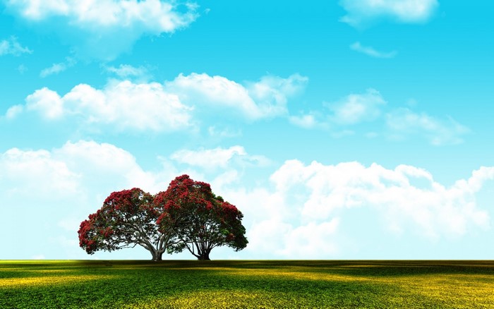 Two flowering trees in a grassy field under a blue sky with clouds