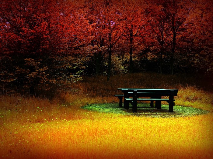 Autumn forest clearing with picnic table