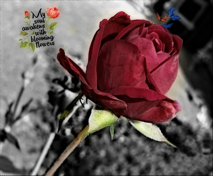 Vibrant Red Rose with Selective Coloring