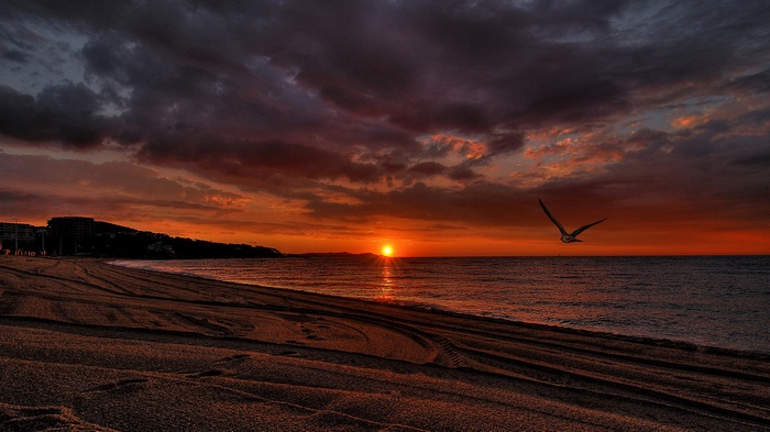 Seagull flying over a beach at sunset