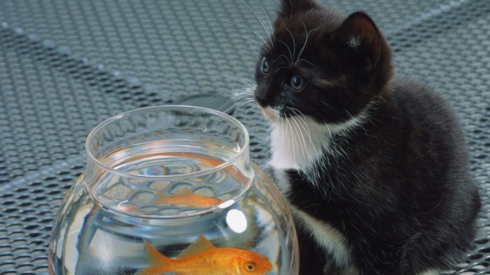 Kitten looking at goldfish in a bowl
