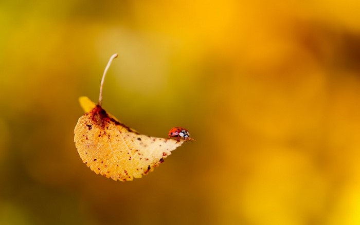 Ladybug on a yellow autumn leaf