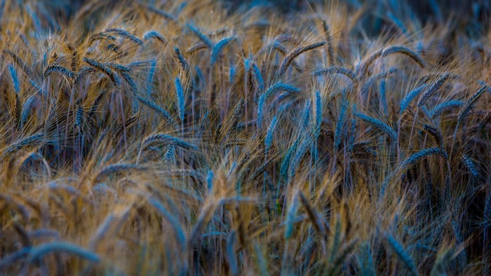 Close-up of wheat field with blue and gold tones