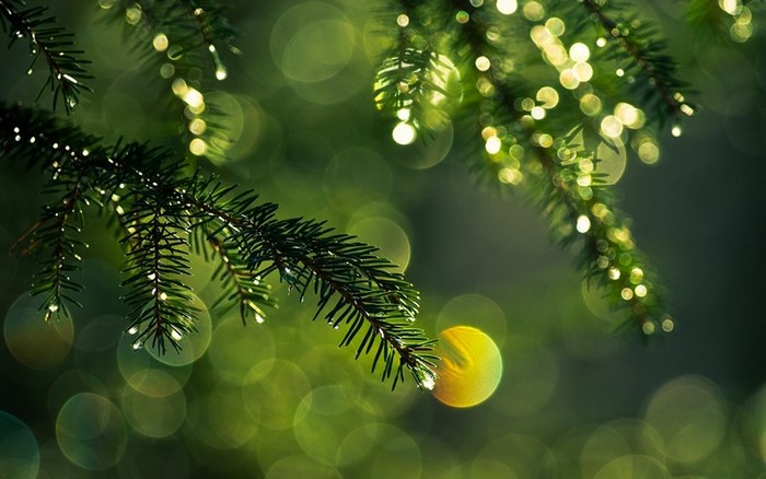 Close up of pine tree branch with dew drops and bokeh