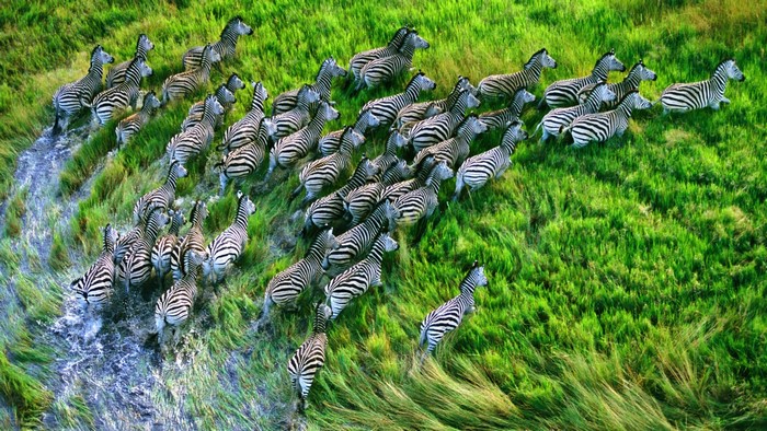 A herd of zebras running through a grassy wetland