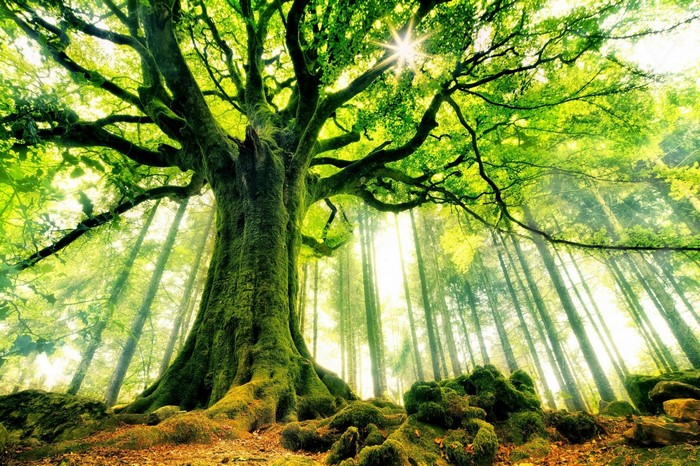 Sunlight filtering through a moss-covered ancient tree in a forest