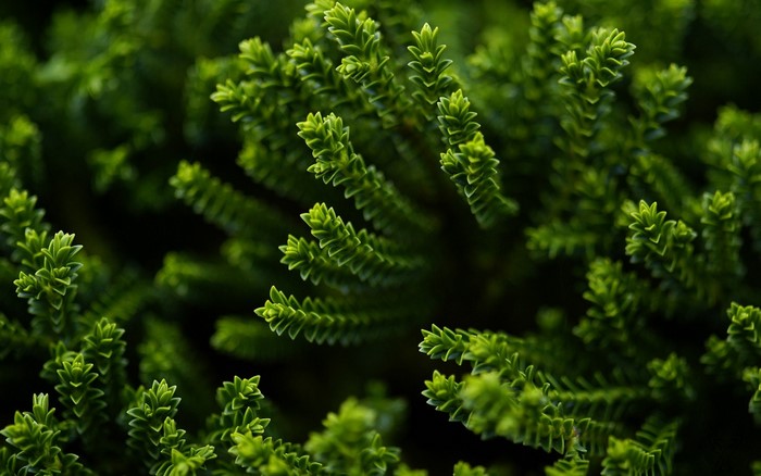 Close-Up of Vibrant Green Spruce Branches
